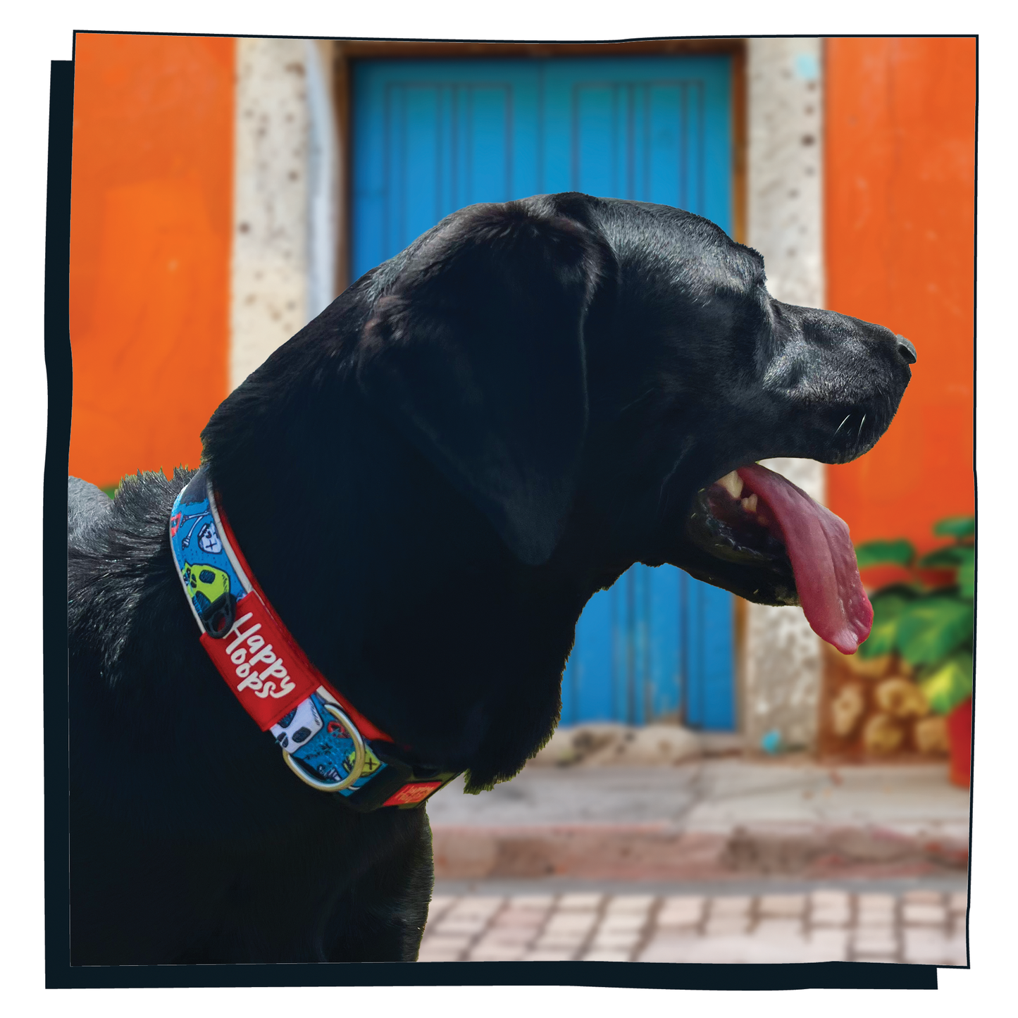 Black Labrador dog wearing Happy Hoops blue and orange dog collar with funky skull and bones design with plush orange neoprene padding, reflective strips and velcro size adjustment