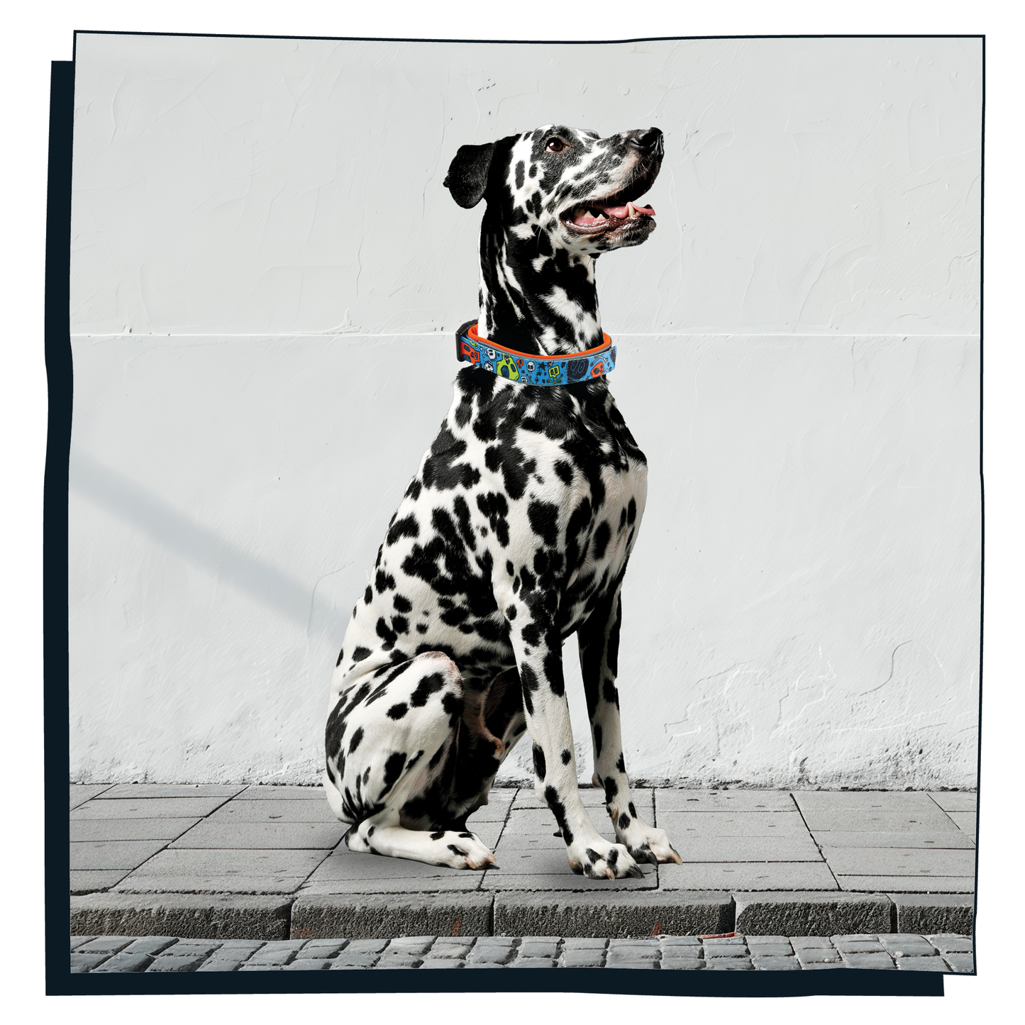 Dalmation dog wearing Happy Hoops blue and orange dog collar with funky skull and bones design with plush orange neoprene padding, reflective strips and velcro size adjustment
