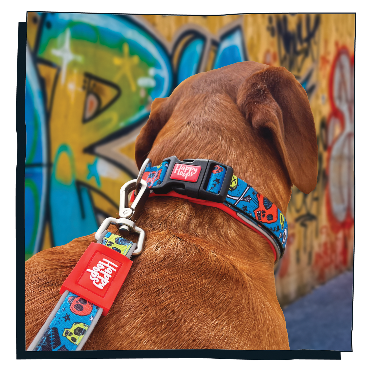 Fox Red Labrador dog wearing Happy Hoops blue and orange dog collar with funky skull and bones design with plush orange neoprene padding, reflective strips and velcro size adjustment