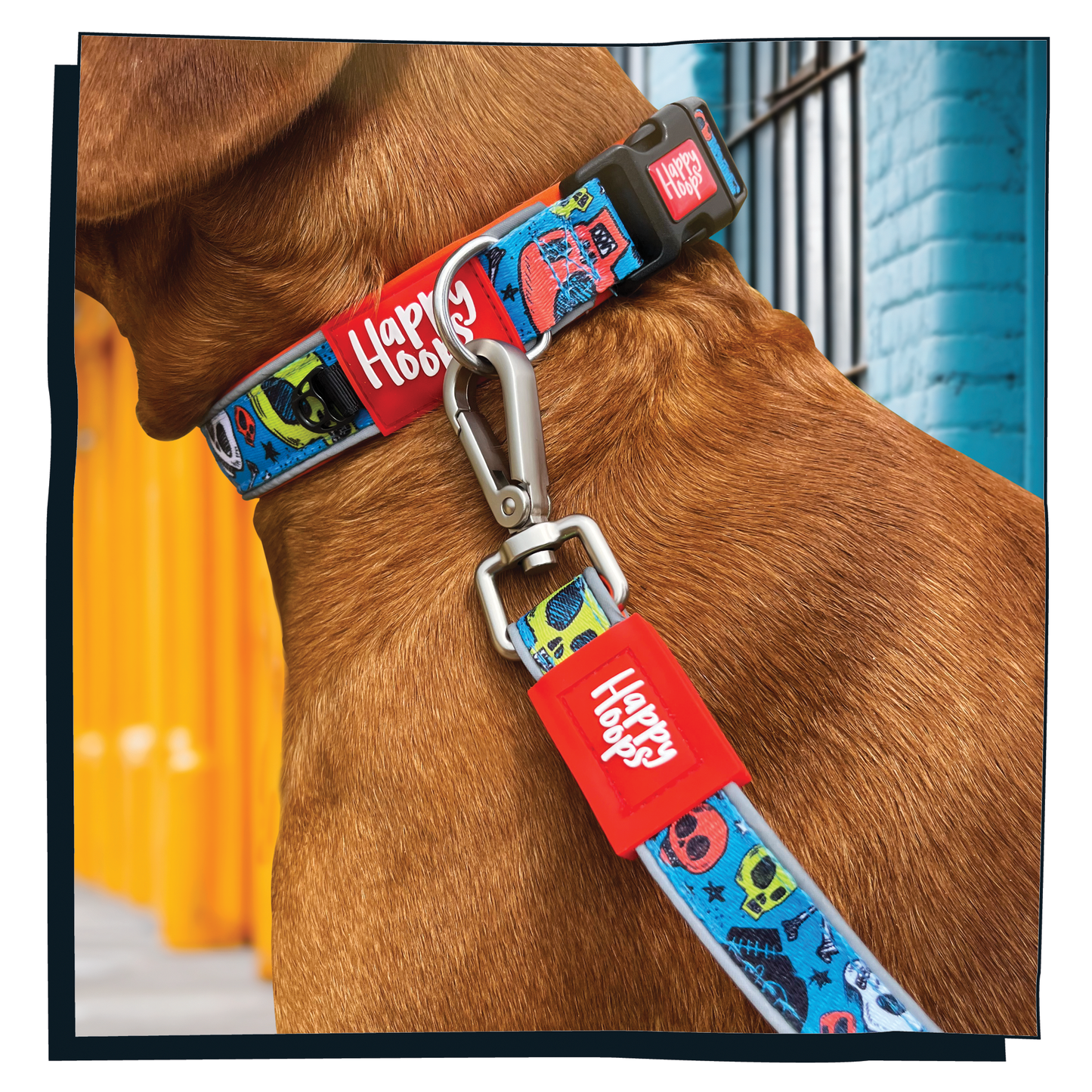 Red Fox Labrador dog wearing Happy Hoops blue and orange dog collar with funky skull and bones design with plush orange neoprene padding, reflective strips and velcro size adjustment