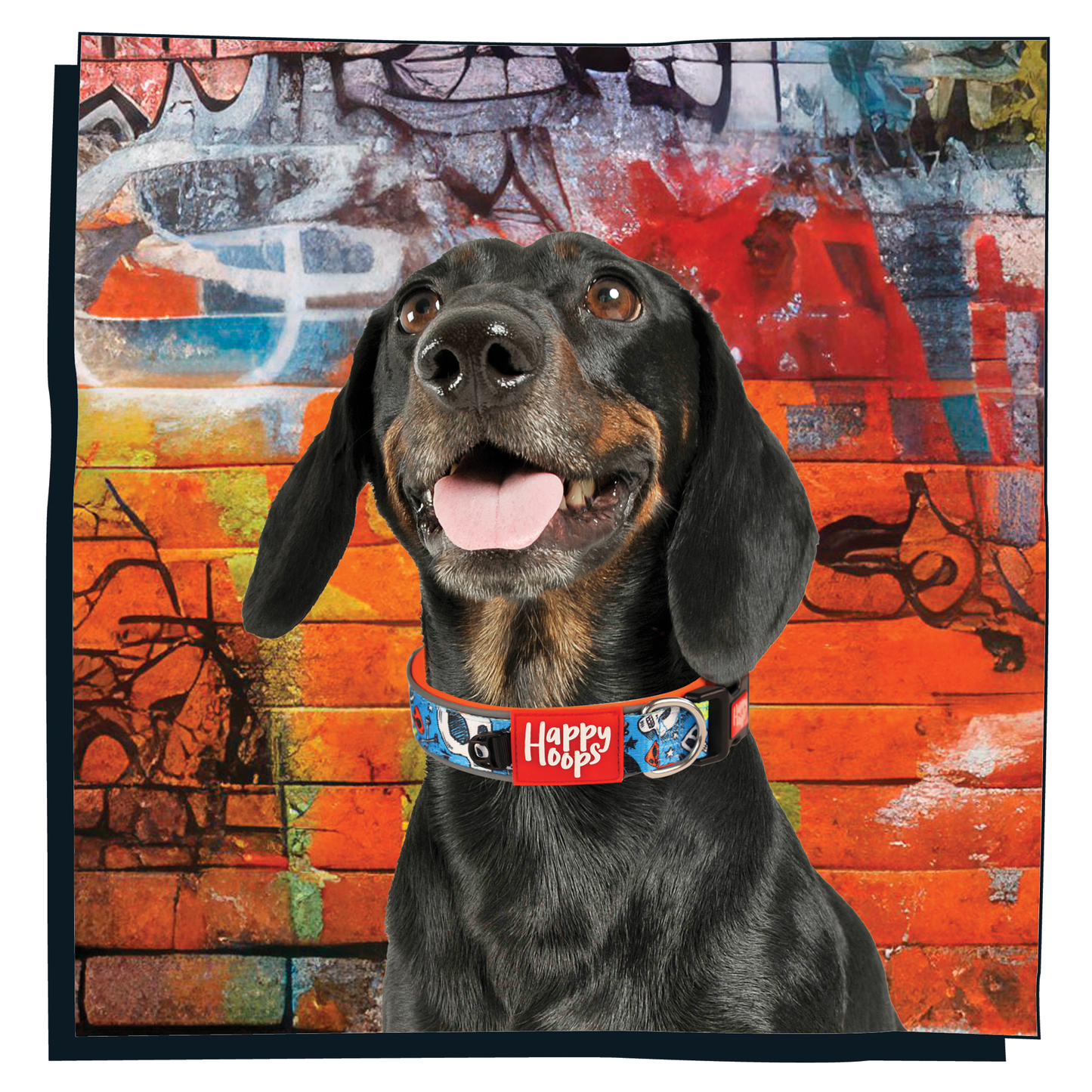 Sausage Dog wearing a Happy Hoops blue and orange dog collar with funky skull and bones design with plush orange neoprene padding, reflective strips and velcro size adjustment