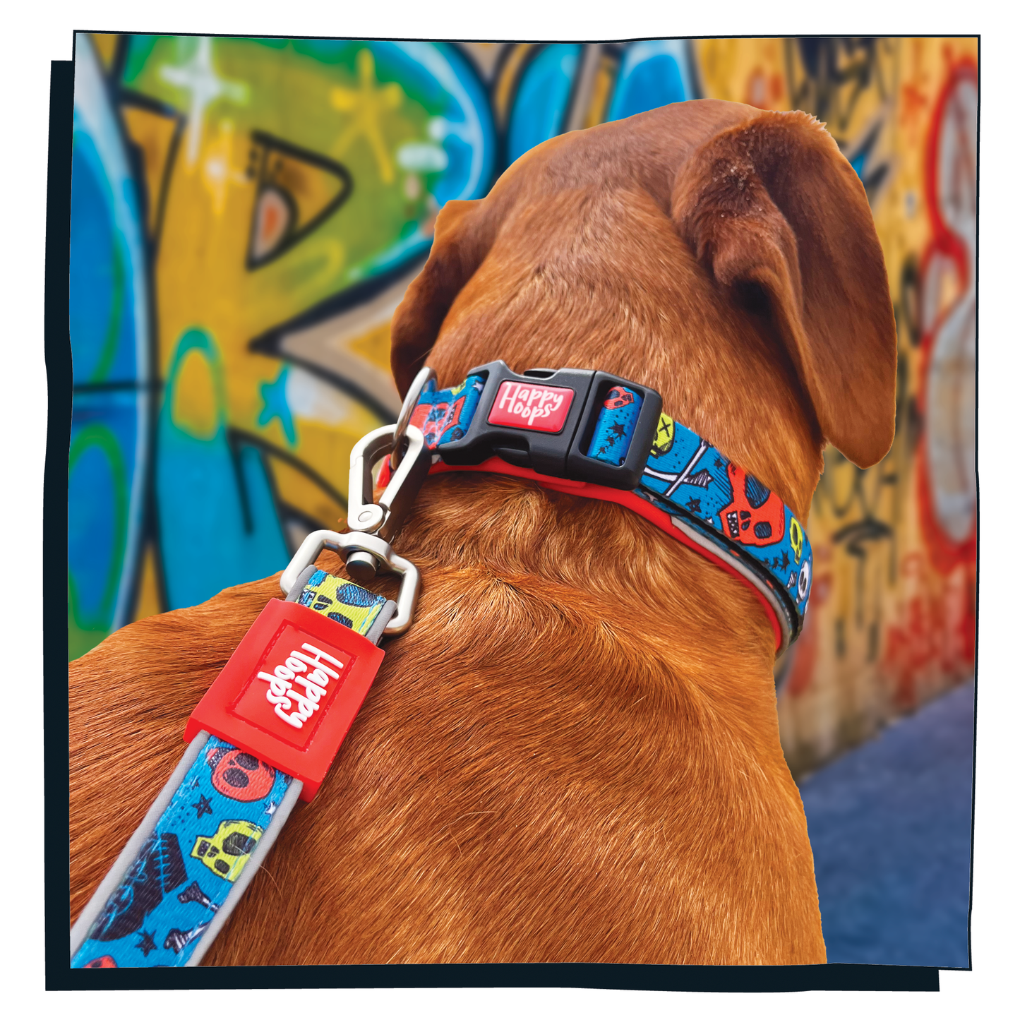 Dog wearing blue and orange Happy Hoops dog lead with funky skull and bone print design with plush orange neoprene padding, reflective strips, robust 360 degree metal rotating clasp and rust proof stainless steel D-ring.