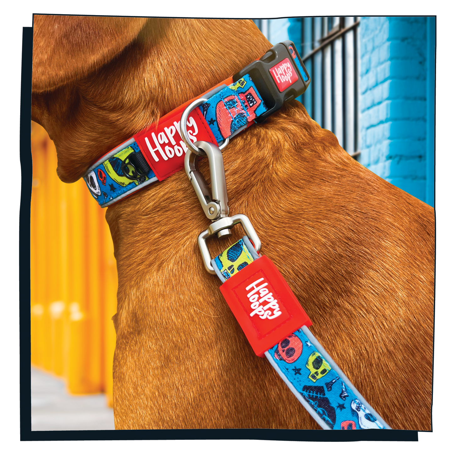 Dog wearing blue and orange Happy Hoops dog lead with funky skull and bone print design with plush orange neoprene padding, reflective strips, robust 360 degree metal rotating clasp and rust proof stainless steel D-ring.