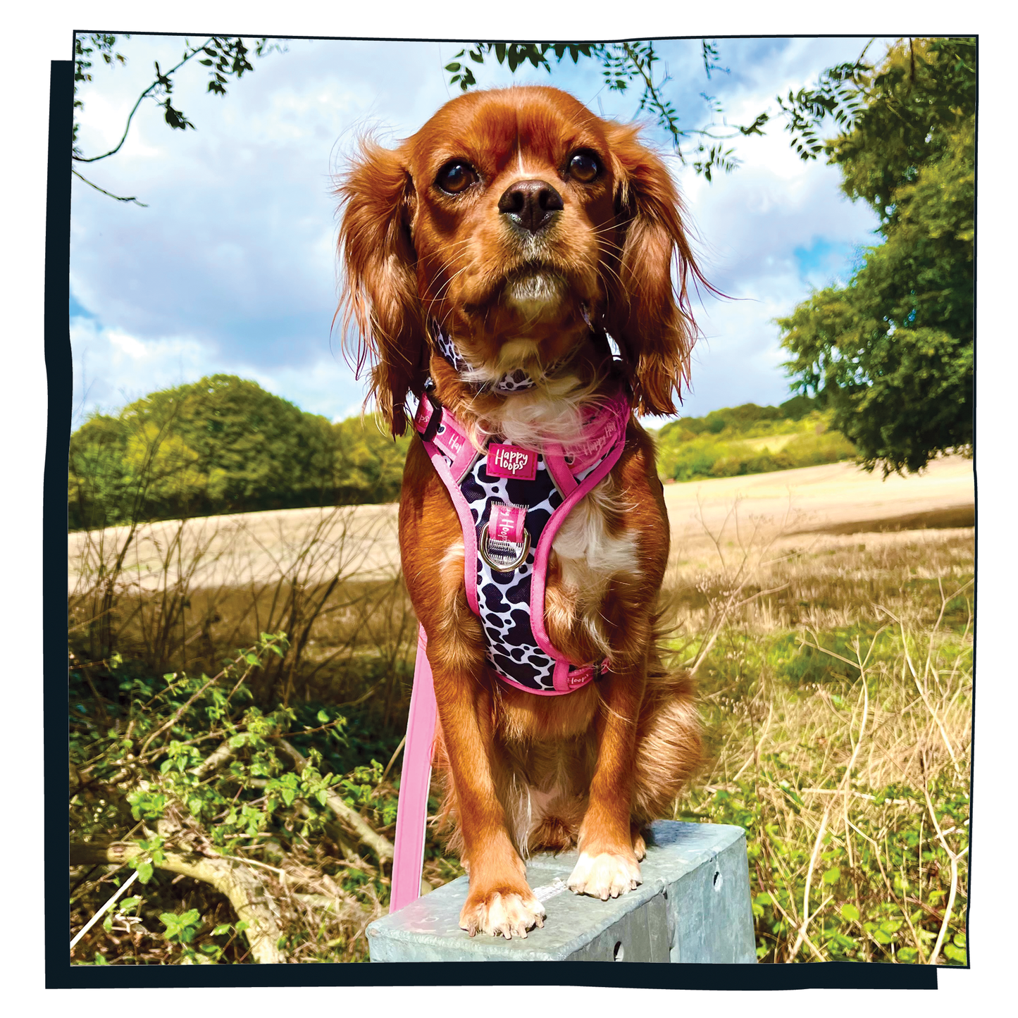 Cavalier King Charles spaniel wearing Happy Hoops 'Udderly Perfect' cow print funky dog harness in pink, black and white with grab handle
