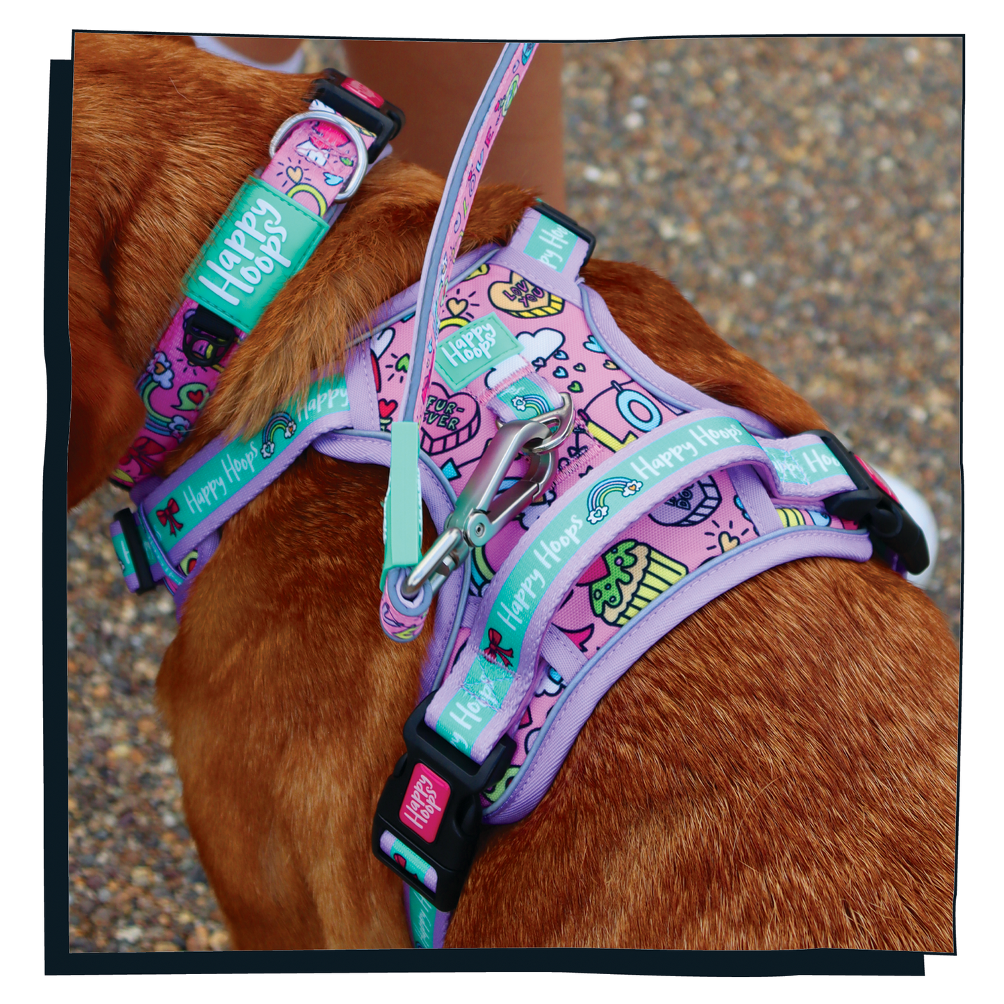 Close up of dog wearing a Happy Hoops Puppy Love colourful funky dog harness