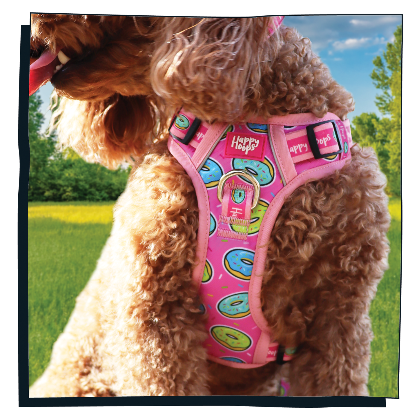 Cockerpoo wearing a cute Happy Hoops pink and multicoloured dog harness with a donut doughnut print close up