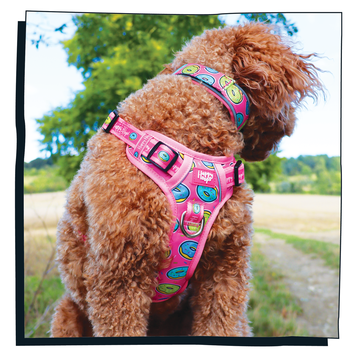Cockerpoo wearing a cute Happy Hoops pink and multicoloured dog harness with a donut doughnut print