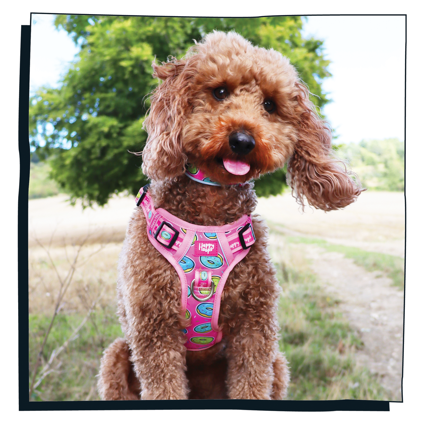 Cockerpoo dog wearing Happy Hoops 'Doggy Donut' pink dog harness with a doughnut pattern