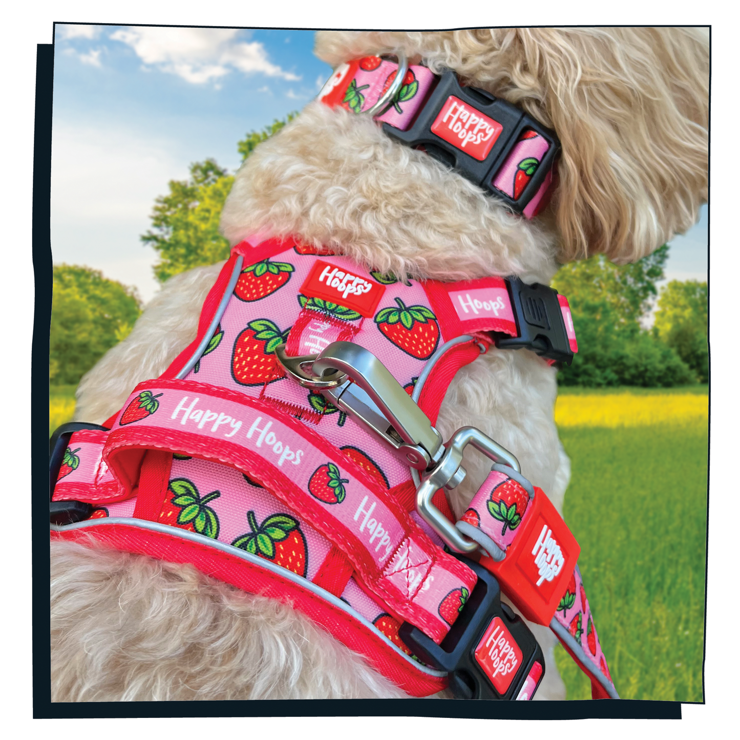 Cockerpoo wearing Happy Hoops 'Strawbabe' dog harness with strawberry print in pink and red closeup