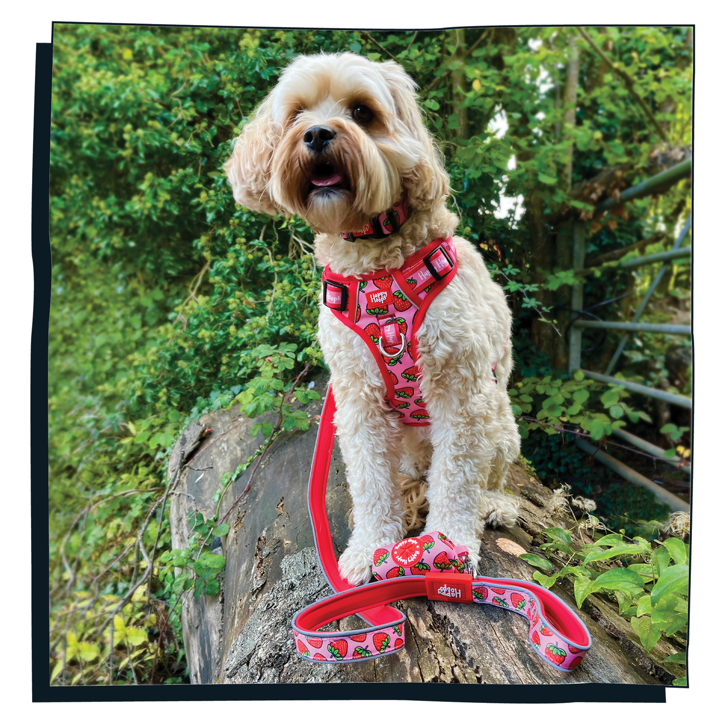Cockerpoo wearing Happy Hoops 'Strawbabe' dog harness with strawberry print in pink and red