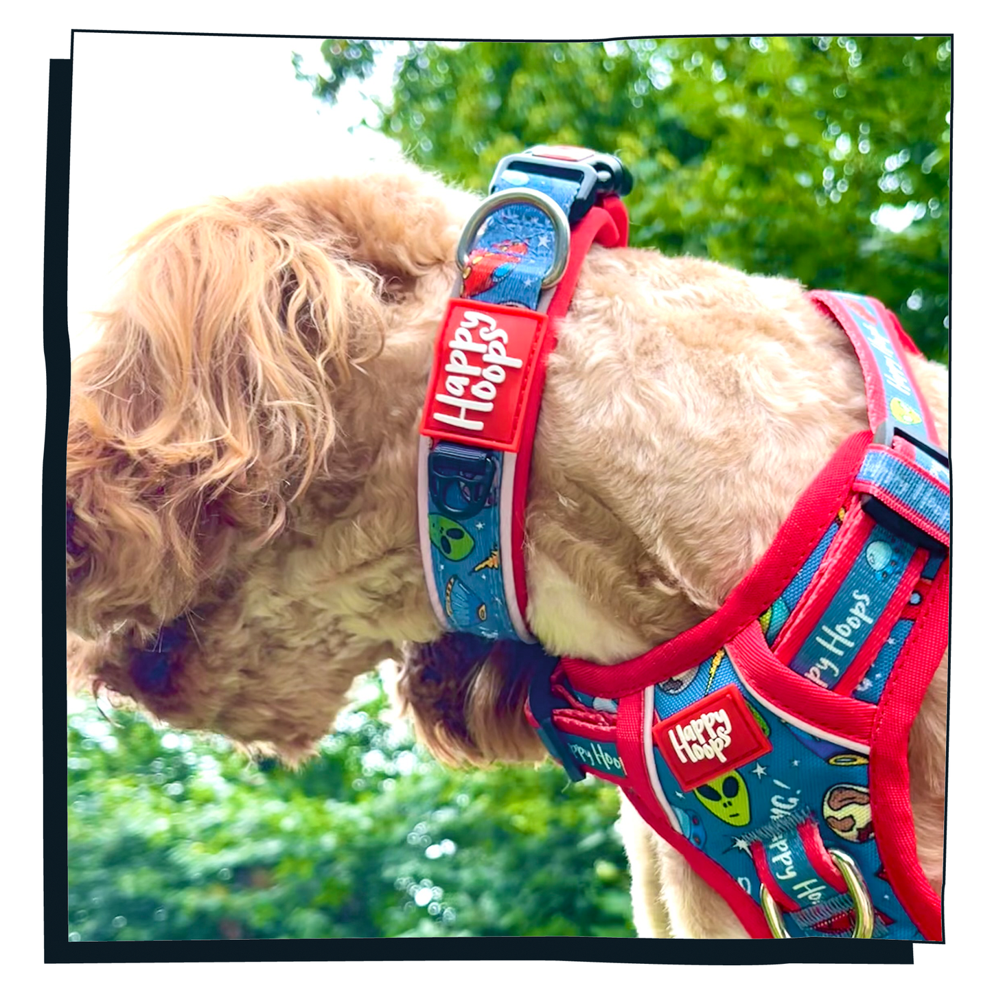 Cockerpoo wearing Happy Hoops 'Out of this World' dog collar with blue and red ufo and alien print