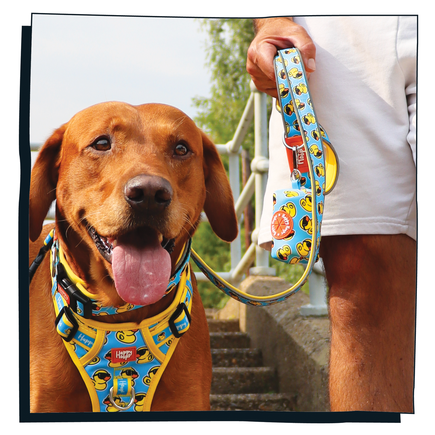 'Cool As Duck' Dog Lead