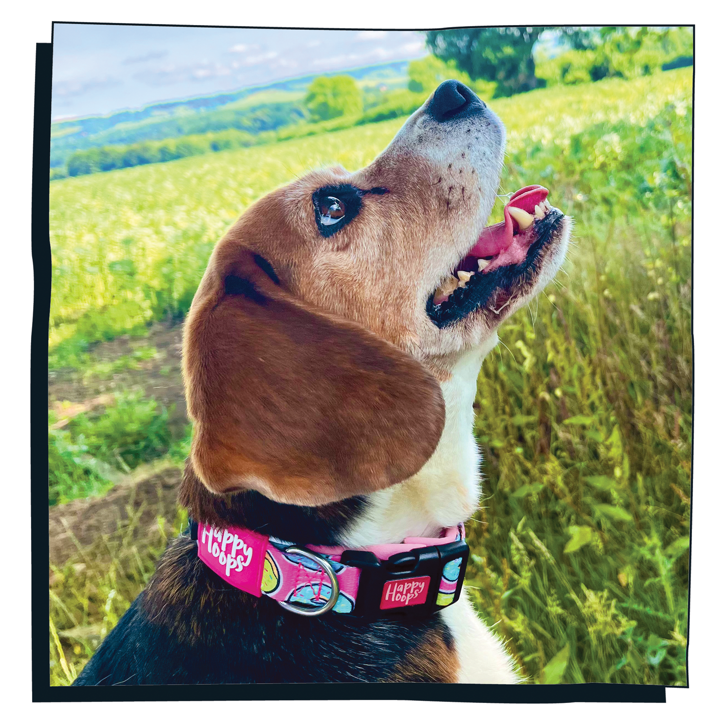 Beagle wearing pink Happy Hoops dog collar with funky donut print design with plush pink neoprene padding, reflective strips and velcro size adjustment