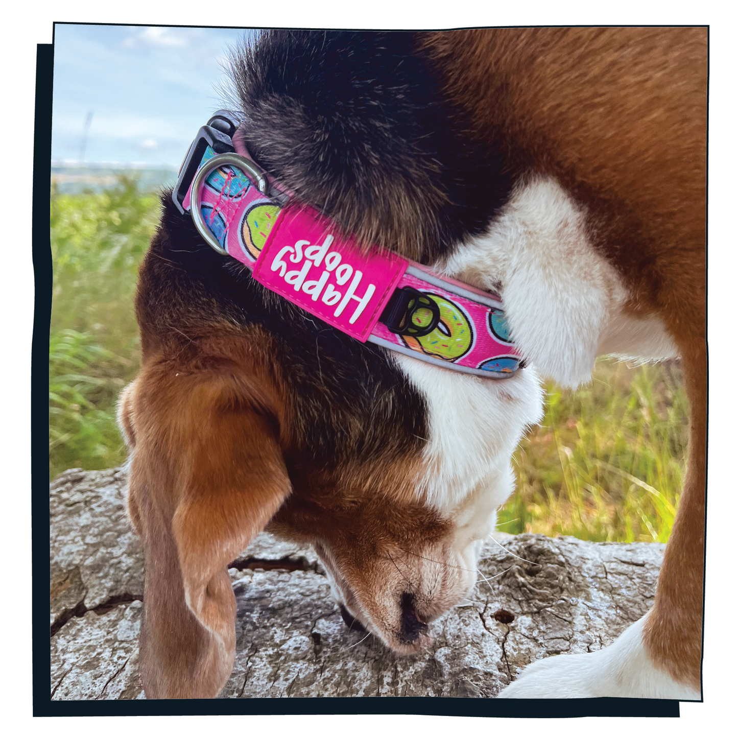 Beagle wearing pink Happy Hoops dog collar with funky donut print design with plush pink neoprene padding, reflective strips and velcro size adjustment