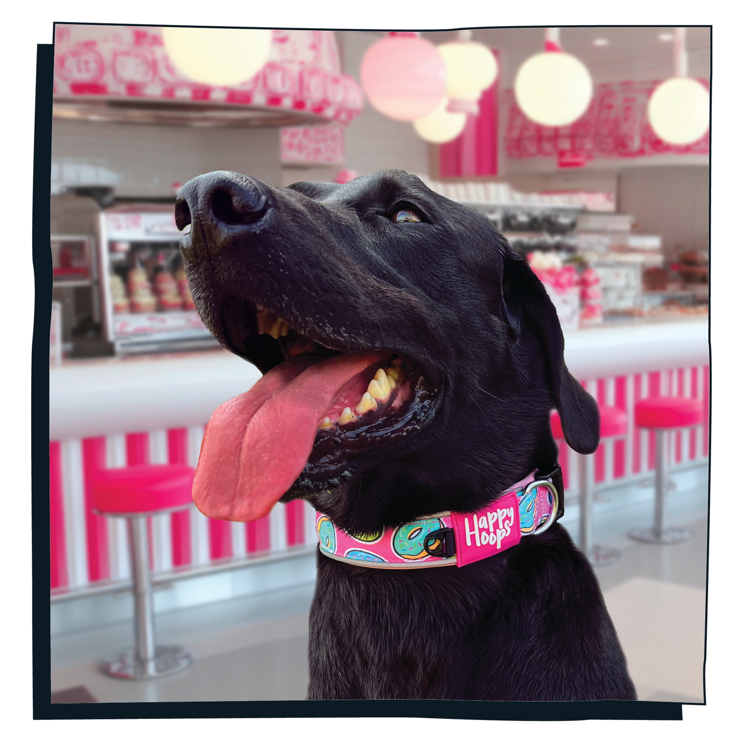 Black Labrador wearing pink Happy Hoops dog collar with funky donut print design with plush pink neoprene padding, reflective strips and velcro size adjustment