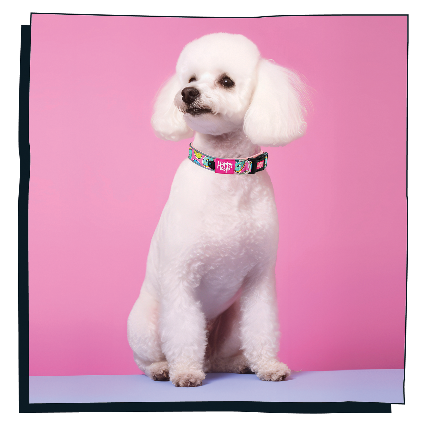 Poodle dog wearing pink Happy Hoops dog collar with funky donut print design with plush pink neoprene padding, reflective strips and velcro size adjustment