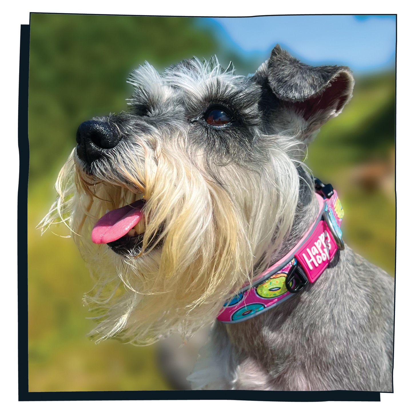 Schnauzer wearing pink Happy Hoops dog collar with funky donut print design with plush pink neoprene padding, reflective strips and velcro size adjustment