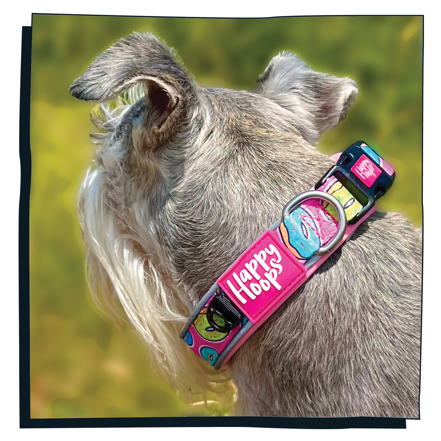 Schnauzer wearing pink Happy Hoops dog collar with funky donut print design with plush pink neoprene padding, reflective strips and velcro size adjustment