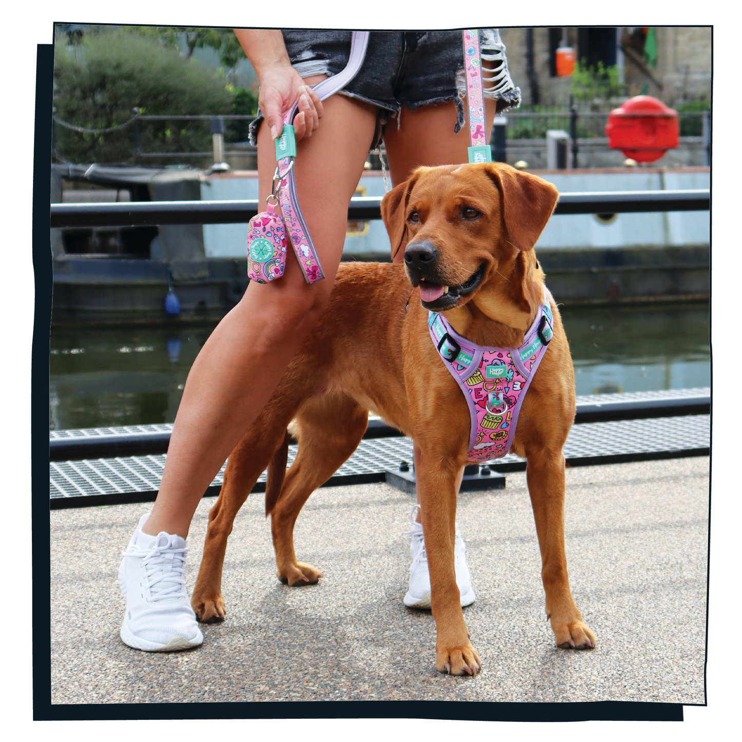 Labrador wearing Happy Hoops Puppy Love colourful dog harness standing next to a person on a dock.