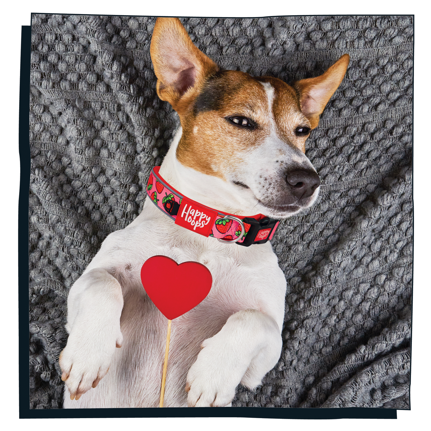 Jack Russell dog wearing Happy Hoops 'Strawbabe' dog collar with pink and red strawberry print pattern