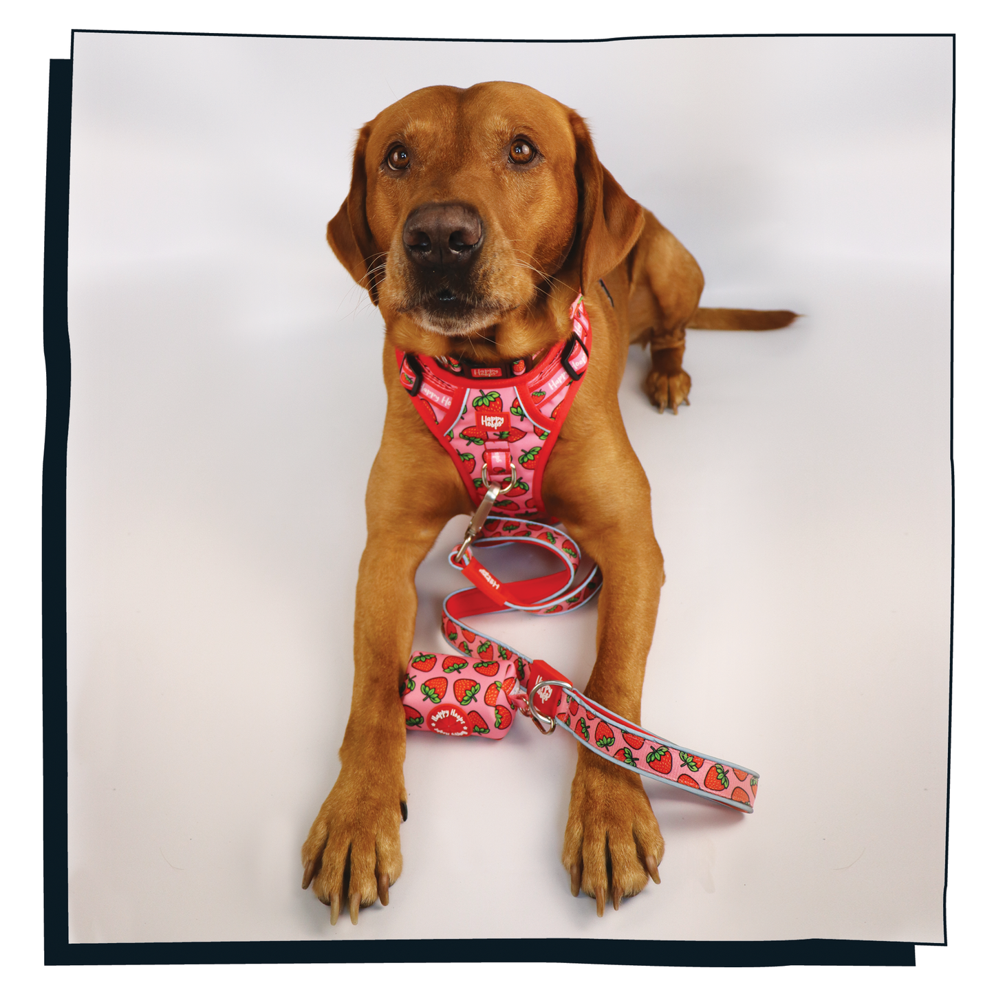 Labrador wearing a Happy Hoops 'Strawbabe' dog harness with red and pink strawberry print pattern