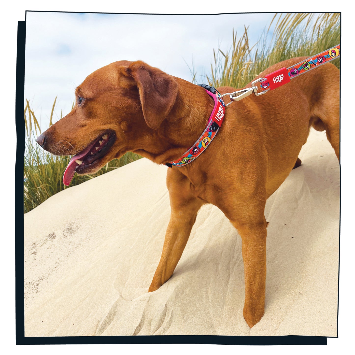 Dog wearing Happy Hoops cute and funky multicolour dog collar with colourful monster design with plush purple neoprene padding, reflective strips and velcro size adjustment