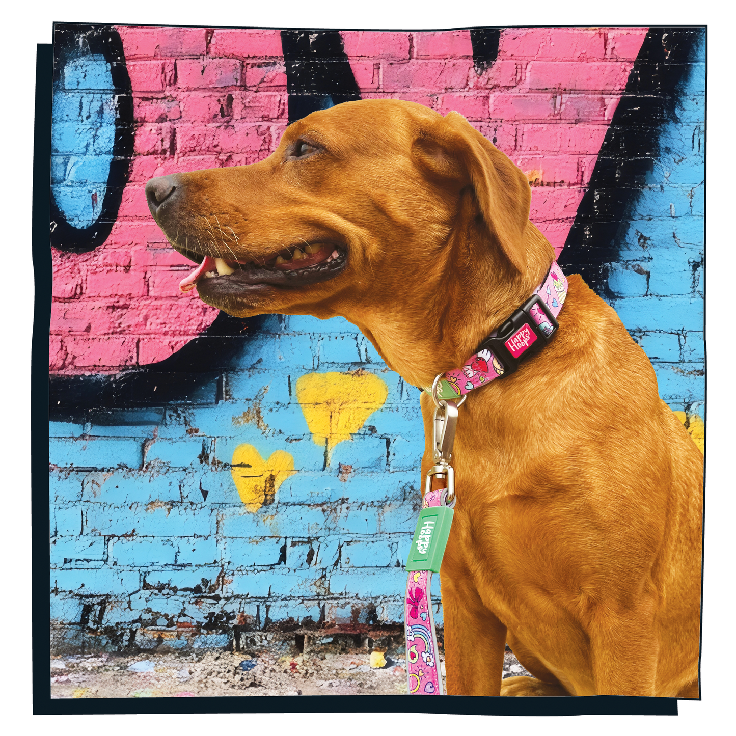 Labrador wearing a pink Happy Hoops dog lead with funky love print design with plush lilac neoprene padding, reflective strips, robust 360 degree metal rotating clasp and rust proof stainless steel D-ring.