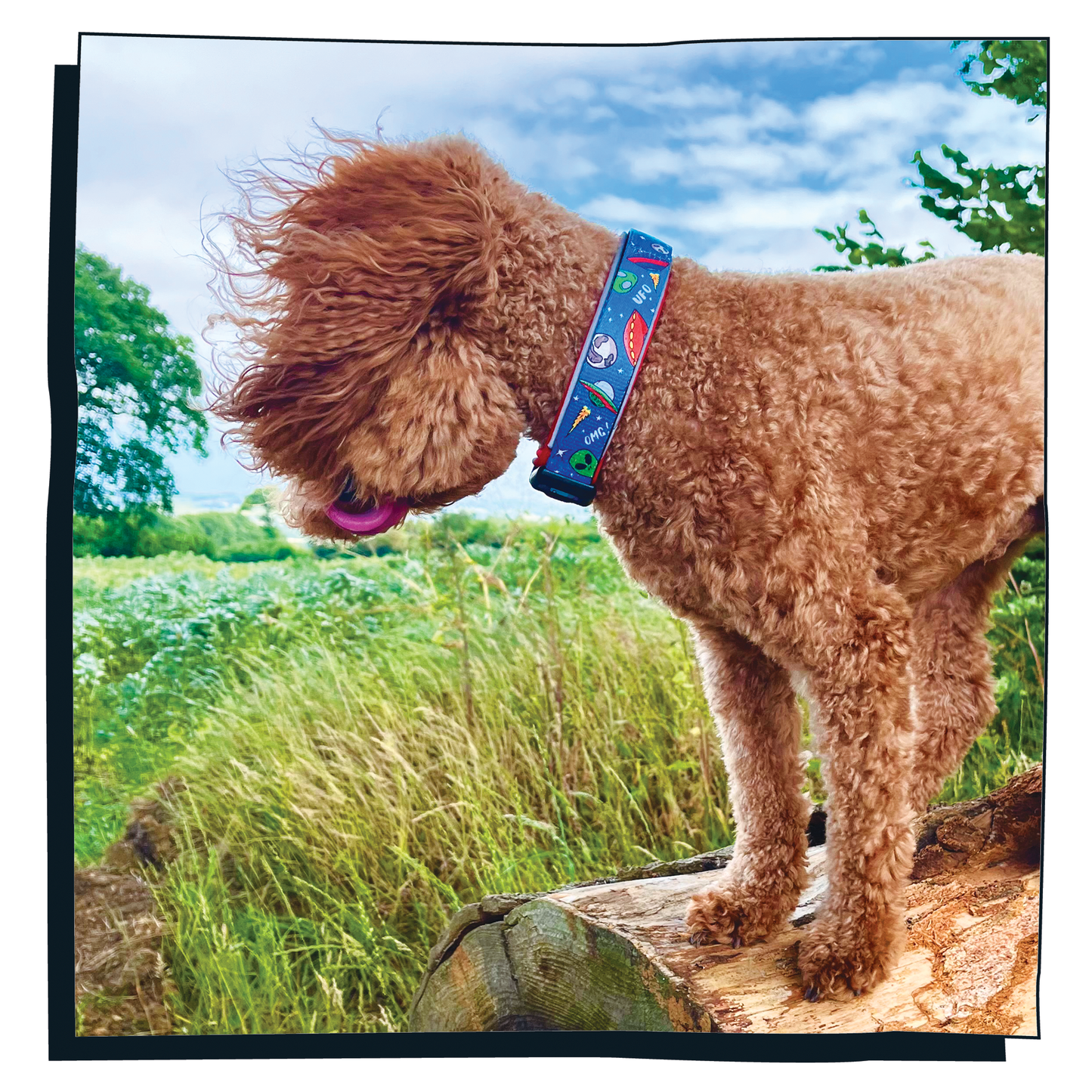 Cockerpoo Dog wearing Happy Hoops 'Out of this World' cute and funky dog collar with colourful alien design with plush red neoprene padding and velcro size adjustment