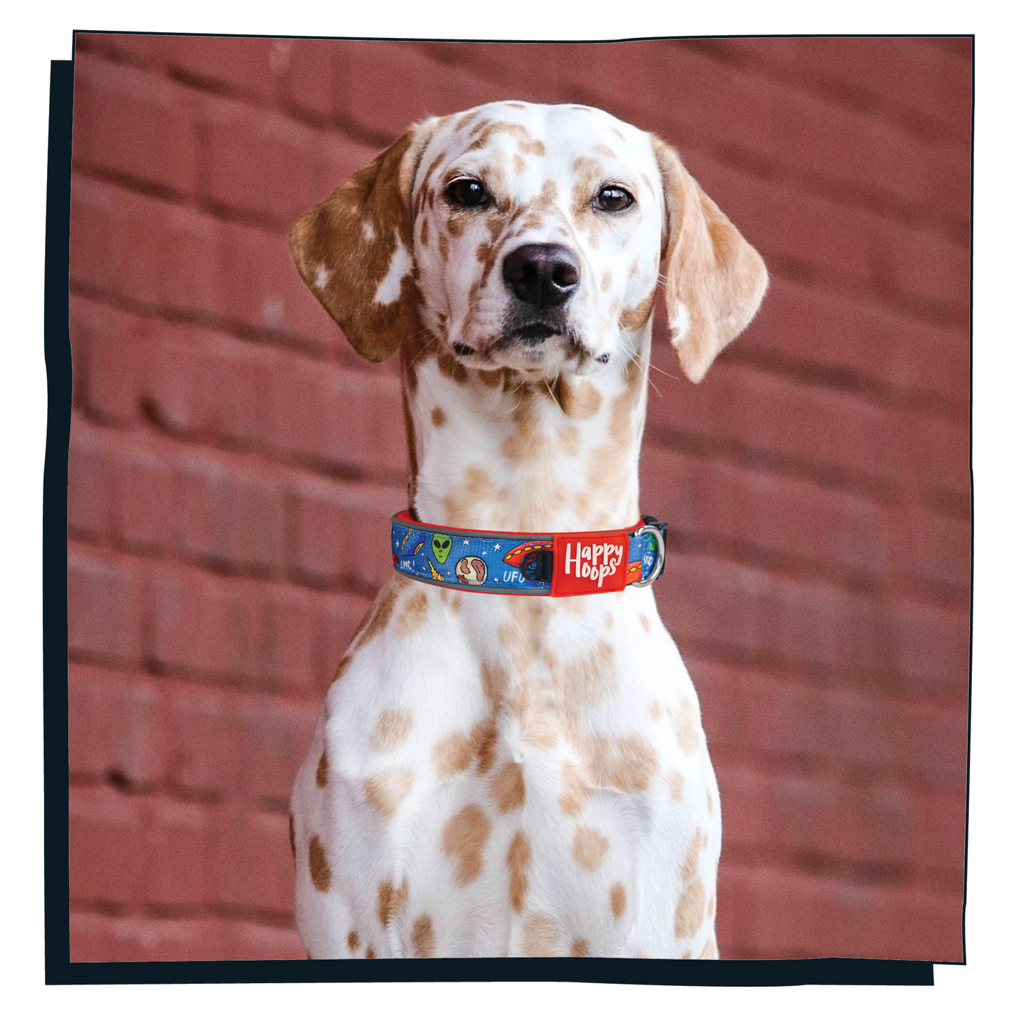 Brown and white dog wearing Happy Hoops 'Out of this World' cute and funky dog collar with colourful alien design with plush red neoprene padding and velcro size adjustment