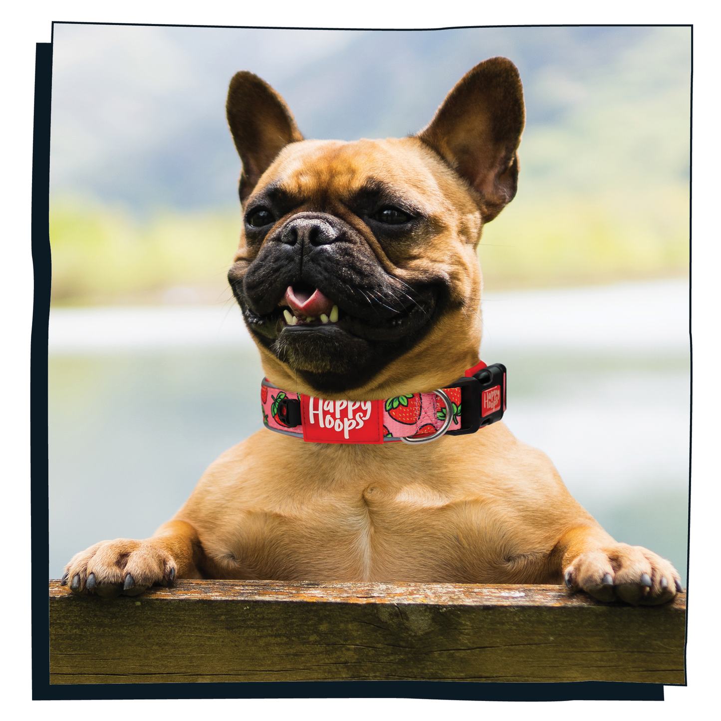 Pug dog wearing Happy Hoops 'Strawbabe' dog collar with pink and red strawberry print pattern