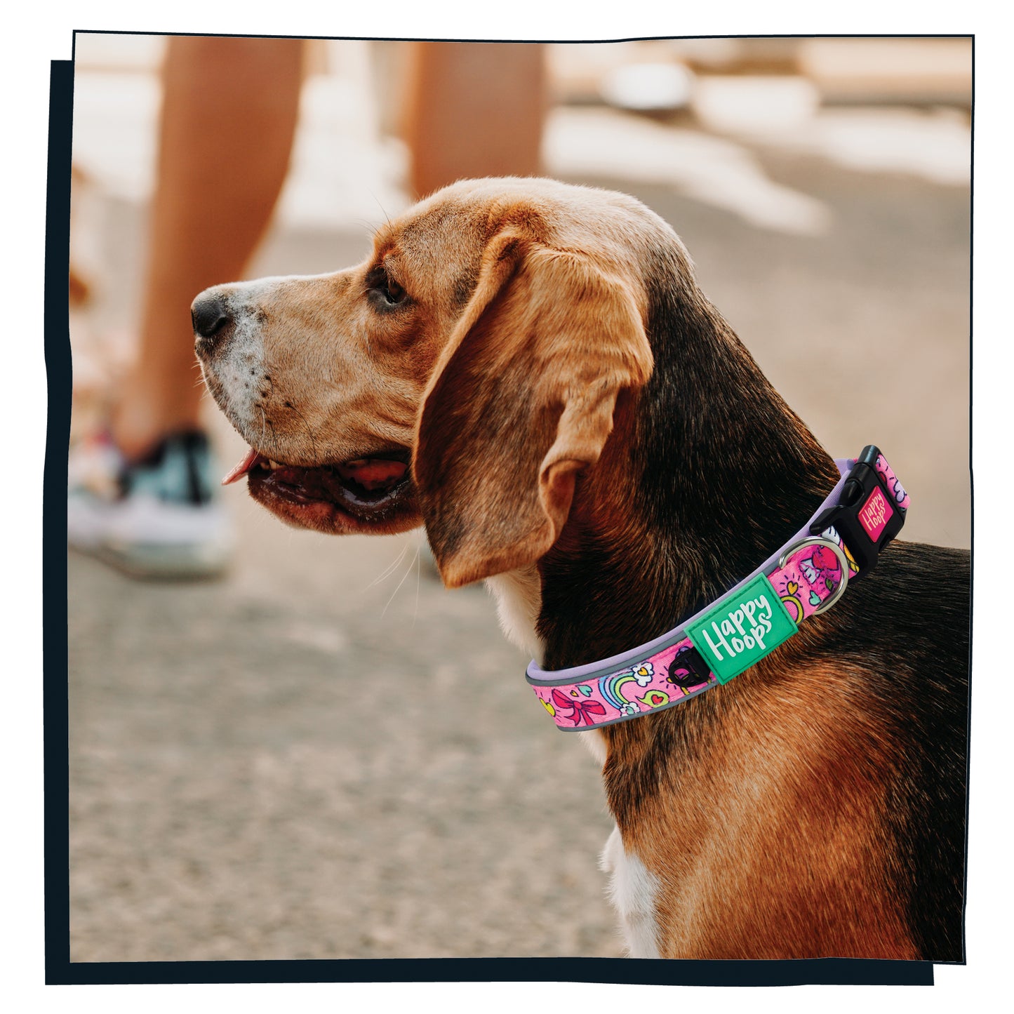 Beagle wearing a pink Happy Hoops dog collar with colourful and funky love design with plush lilac neoprene padding, reflective strips and velcro size adjustment