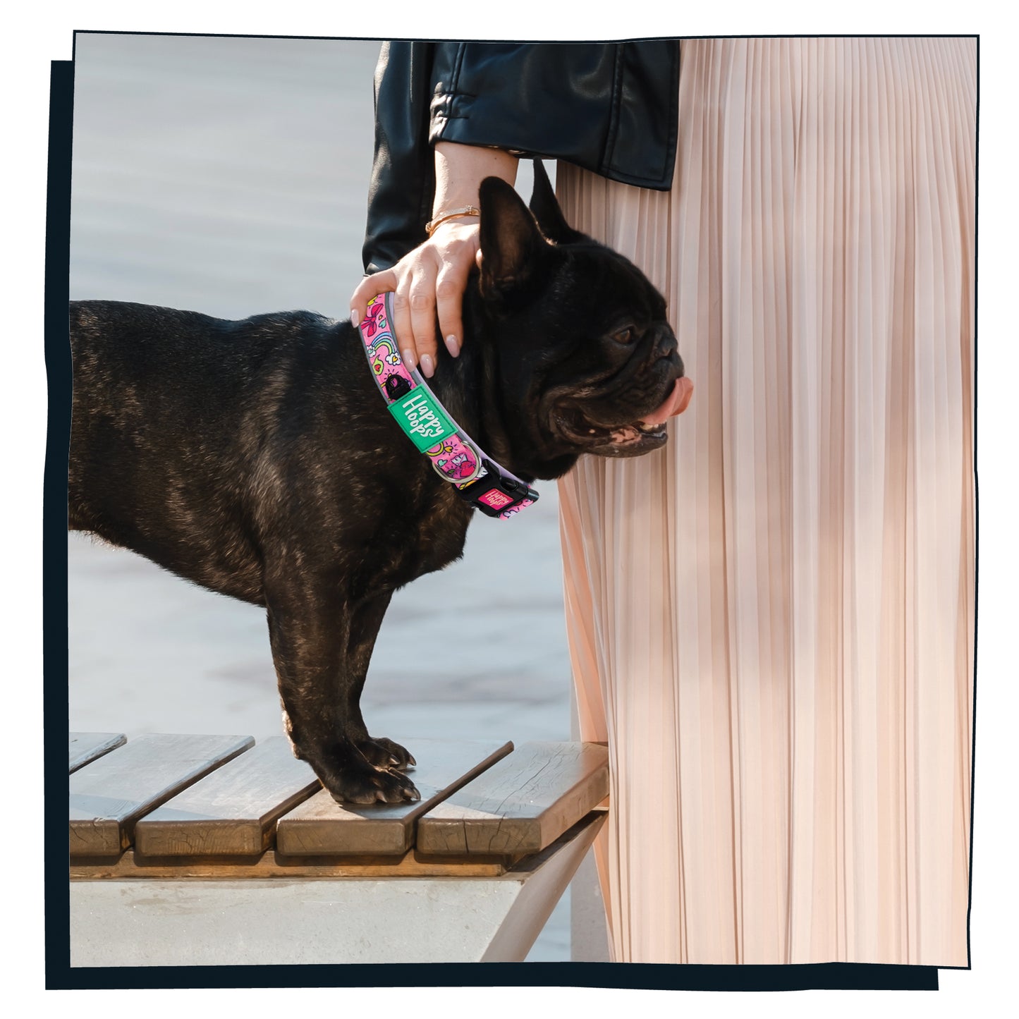 Frenchie wearing a pink Happy Hoops dog collar with colourful and funky love design with plush lilac neoprene padding, reflective strips and velcro size adjustment