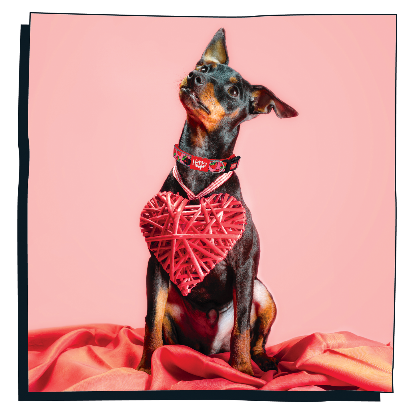 Dog wearing Happy Hoops 'Strawbabe' funky dog collar with pink and red strawberry print design
