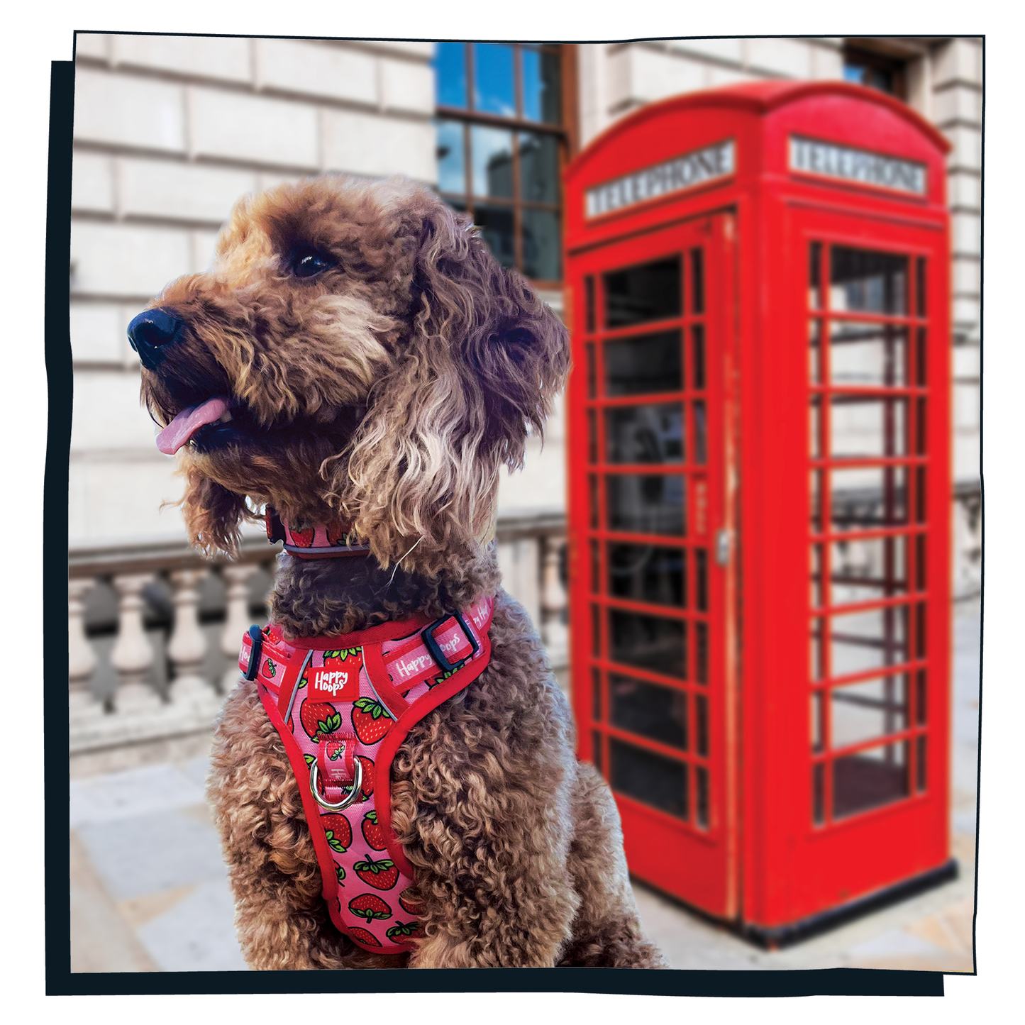 'Strawbabe' Happy Harness