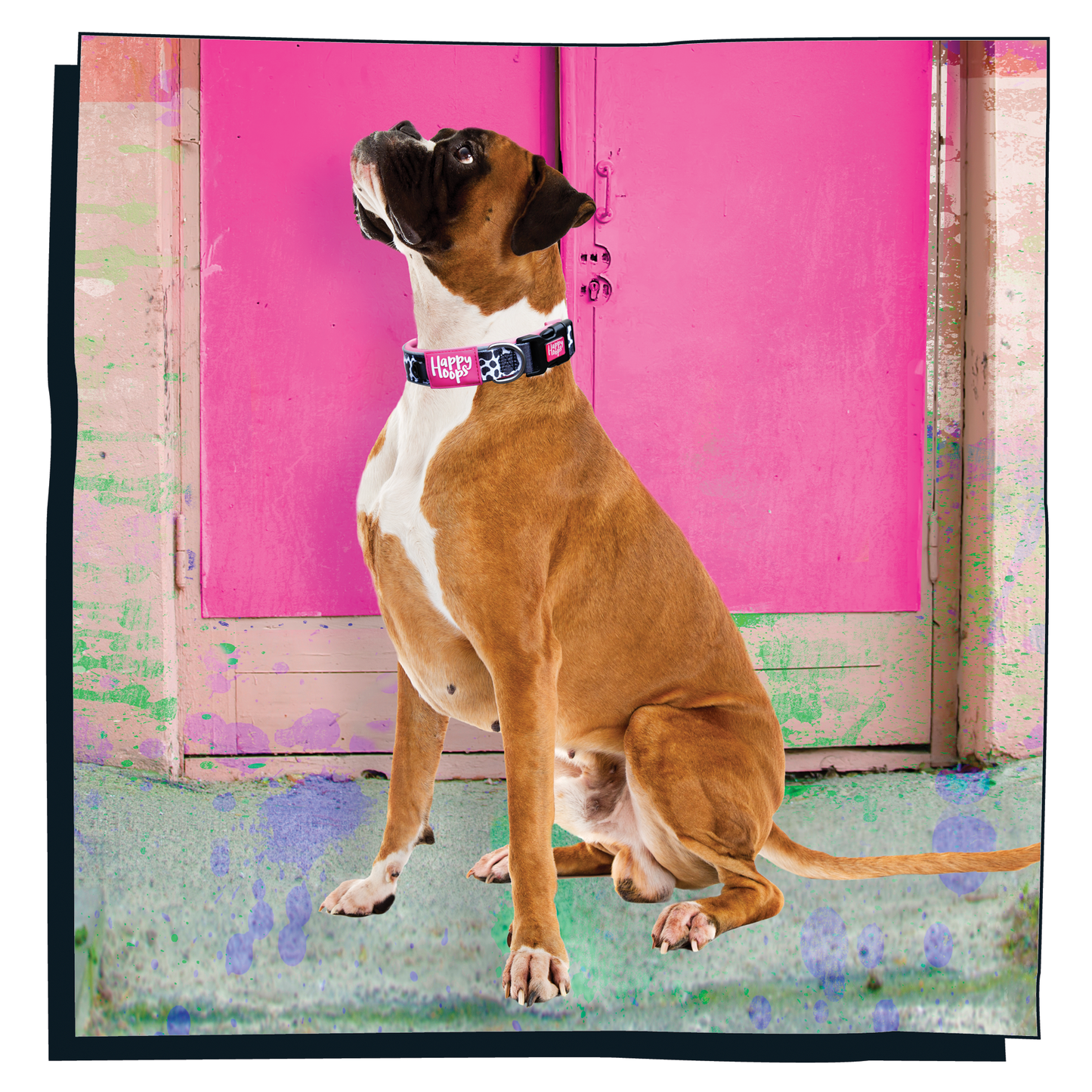 Boxer dog wearing a pink Happy Hoops dog collar with funky cow print design with plush pink neoprene padding, reflective strips and velcro size adjustment
