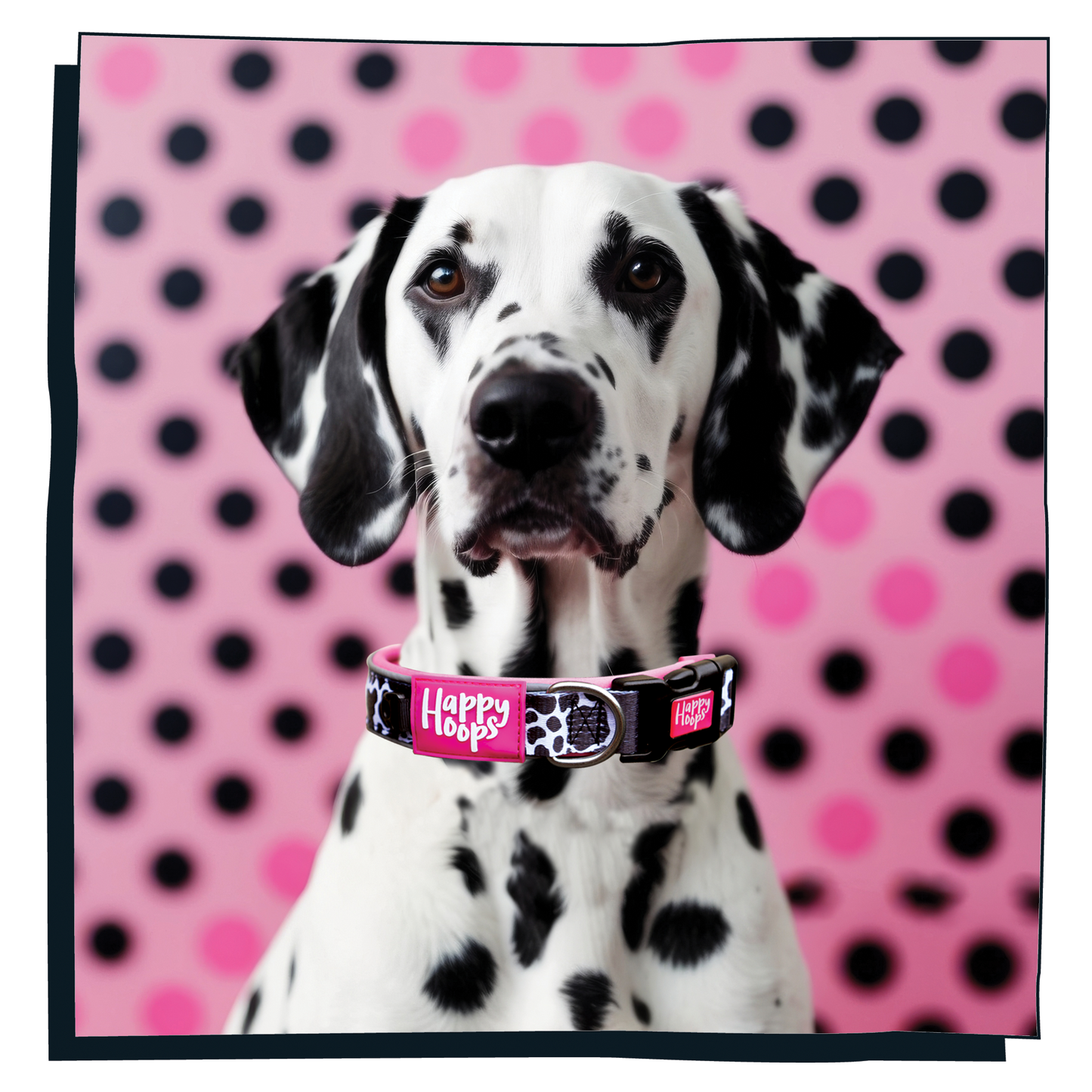 Dalmation dog wearing a pink Happy Hoops dog collar with funky cow print design with plush pink neoprene padding, reflective strips and velcro size adjustment