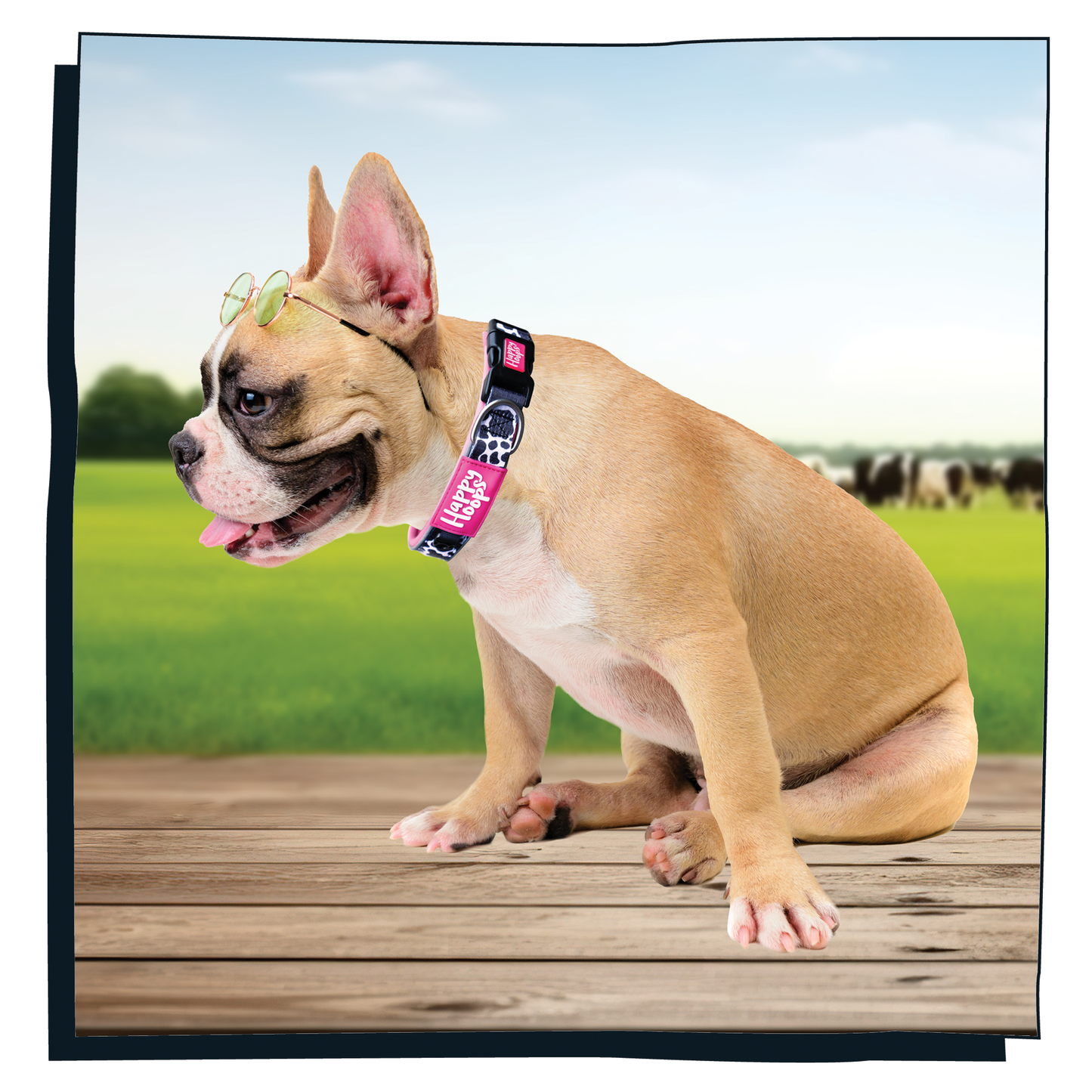 Frenchie dog wearing a pink Happy Hoops dog collar with funky cow print design with plush pink neoprene padding, reflective strips and velcro size adjustment