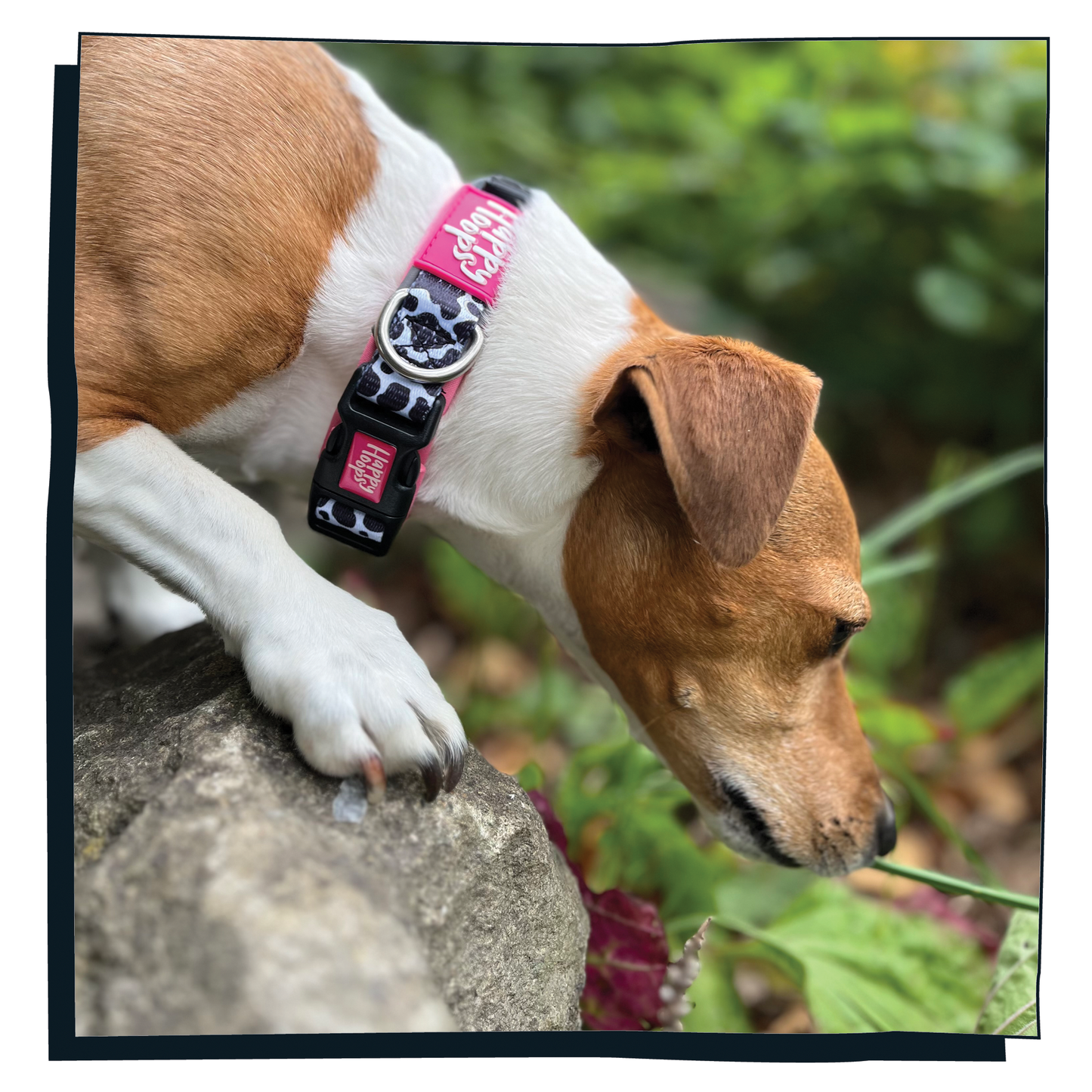 Jack Russell dog wearing a pink Happy Hoops dog collar with funky cow print design with plush pink neoprene padding, reflective strips and velcro size adjustment