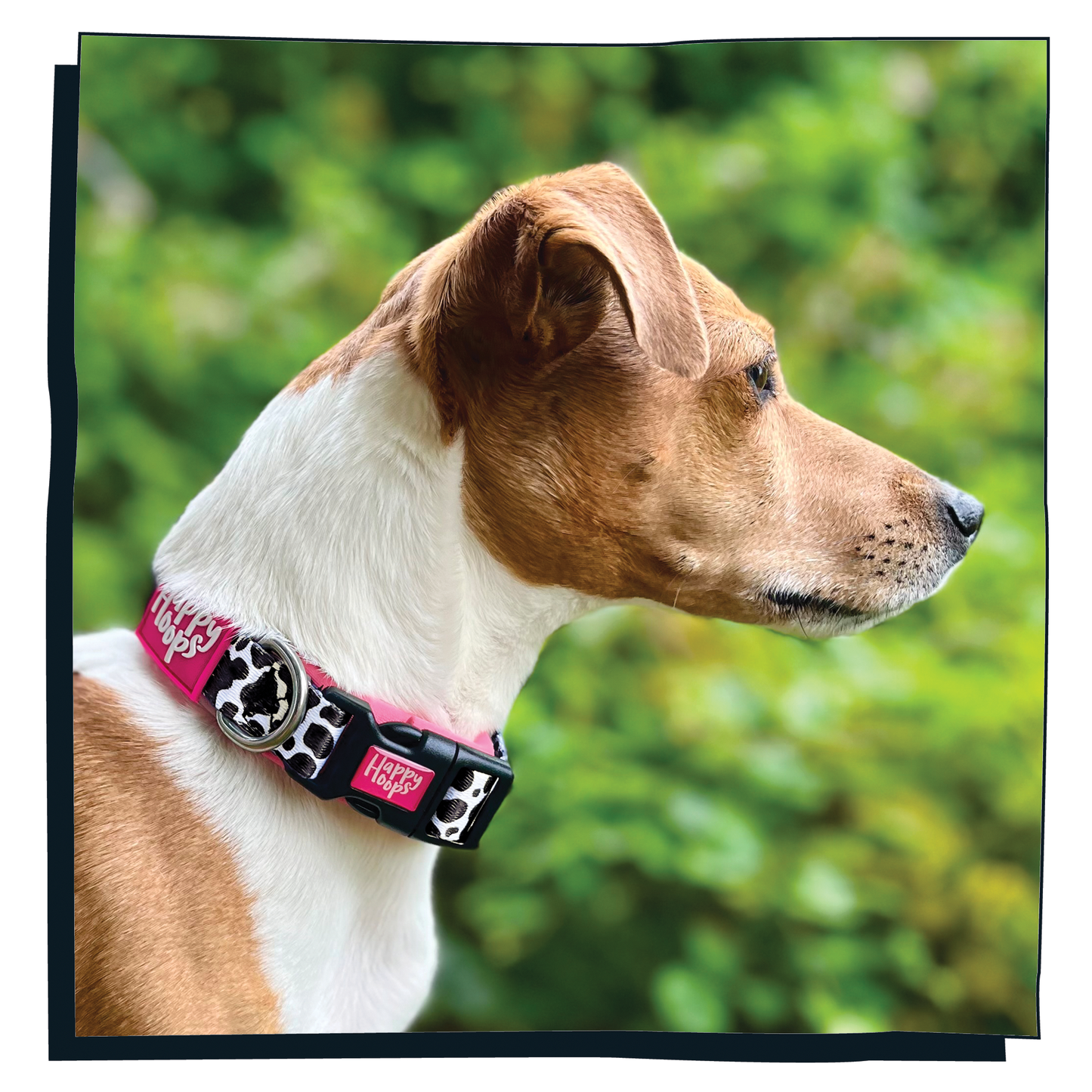 Jack Russell dog wearing a pink Happy Hoops dog collar with funky cow print design with plush pink neoprene padding, reflective strips and velcro size adjustment