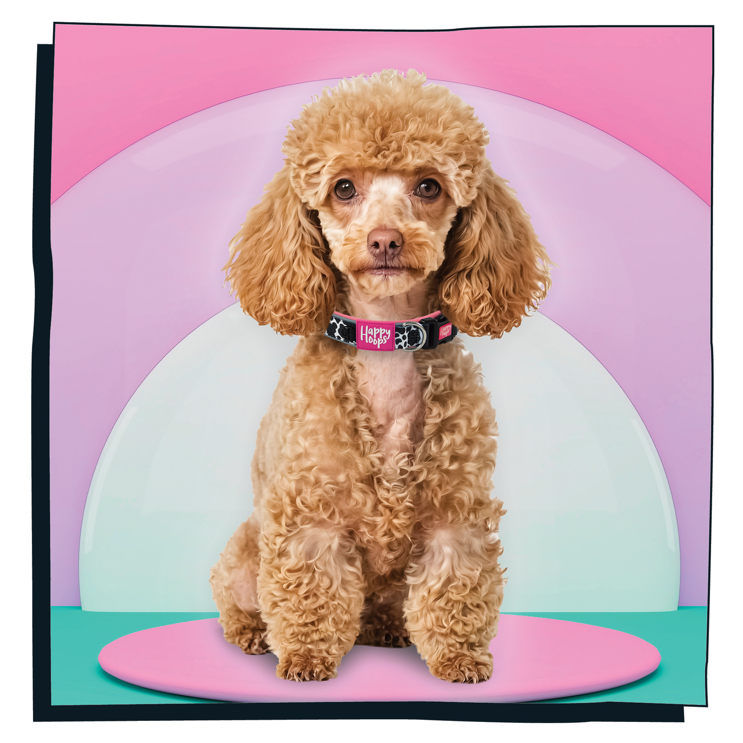 Brown poodle sitting on a colorful geometric background wearing funky Happy Hoop Dog Collar