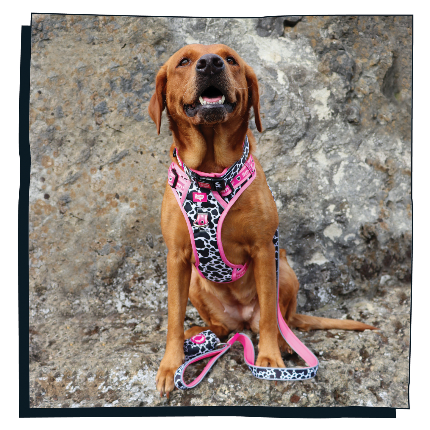 Labrador wearing a Happy Hoops 'Udderly Perfect' cow print dog harness in pink, white and black