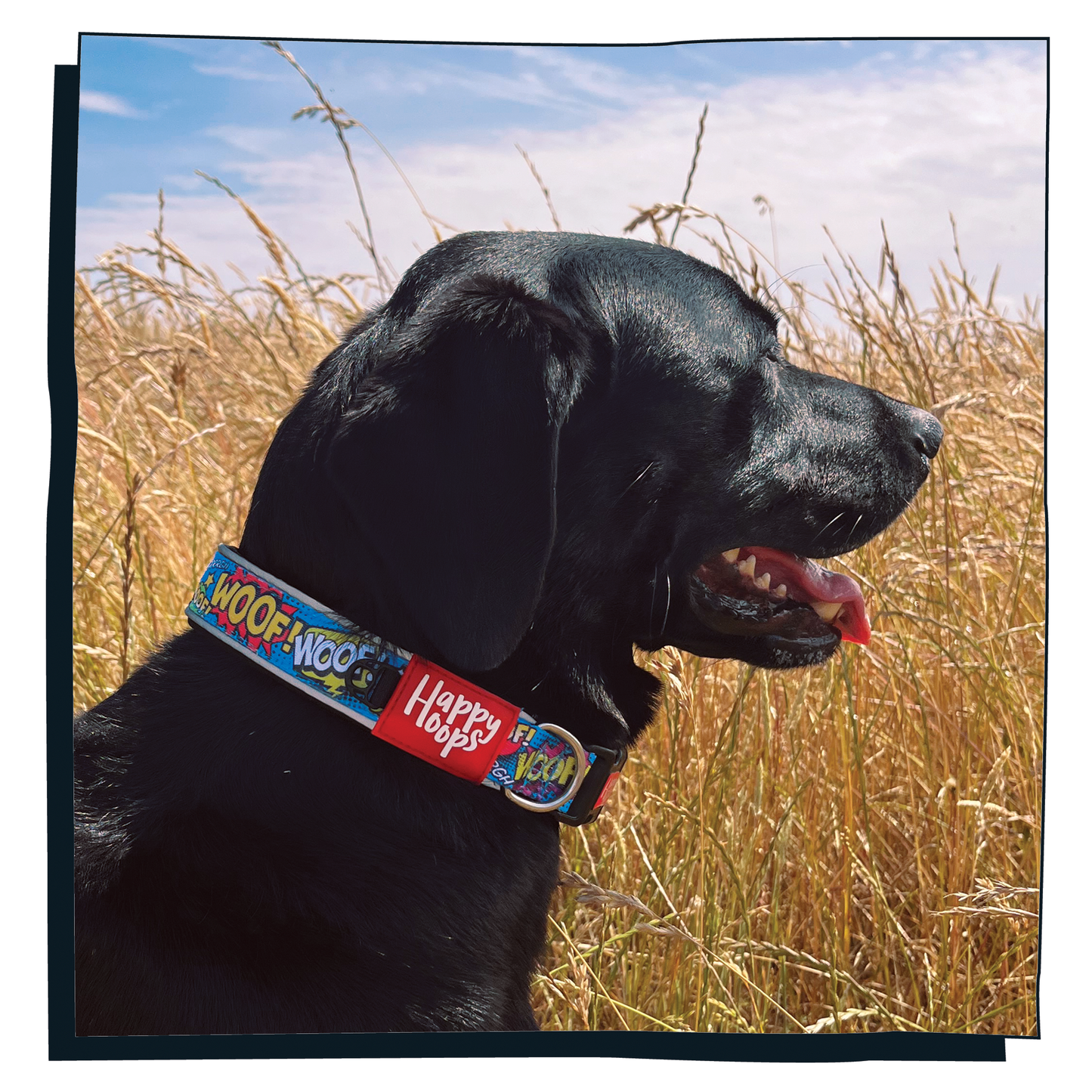 Black labrador wearing Happy Hoops cute and funky multicolour dog collar with cute colourful Woof design with plush black neoprene padding, reflective strips and velcro size adjustment