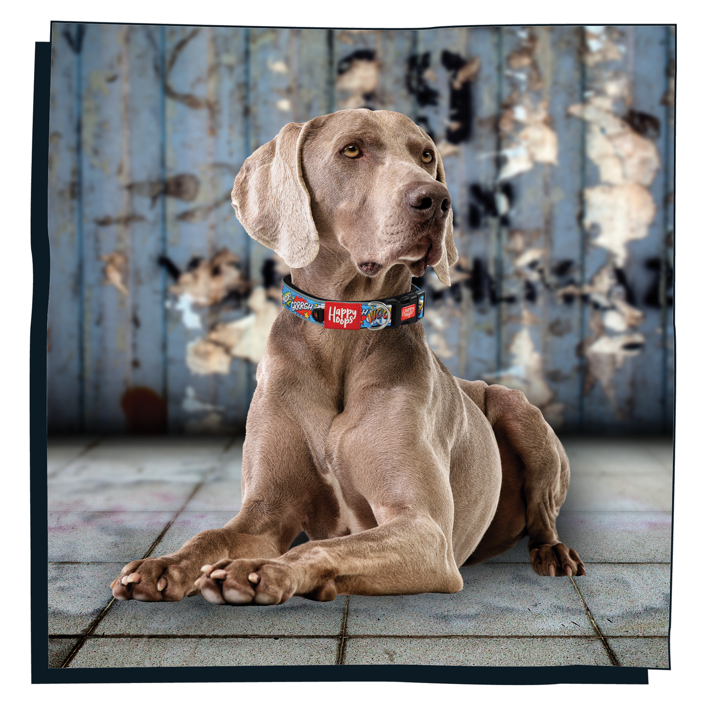 Dog wearing Happy Hoops cute and funky multicolour dog collar with cute colourful Woof design with plush black neoprene padding, reflective strips and velcro size adjustment
