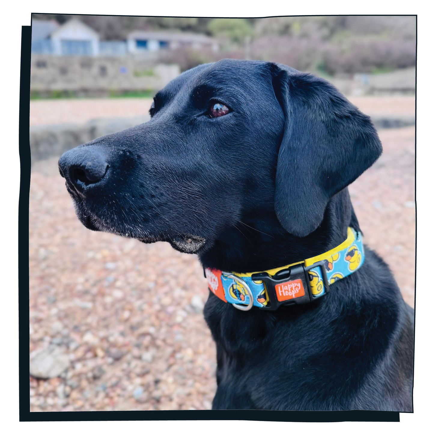 Black dog wearing a cool Happy Hoops rubber duck print collar