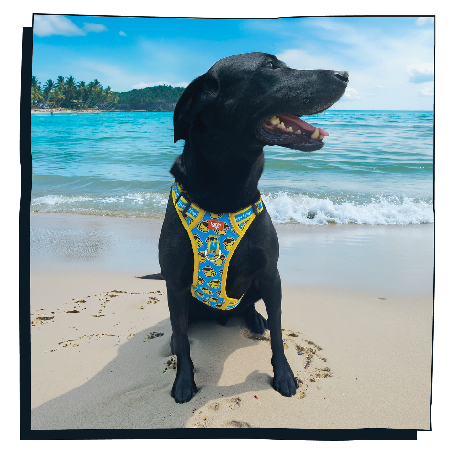 'Cool as Duck' Happy Harness