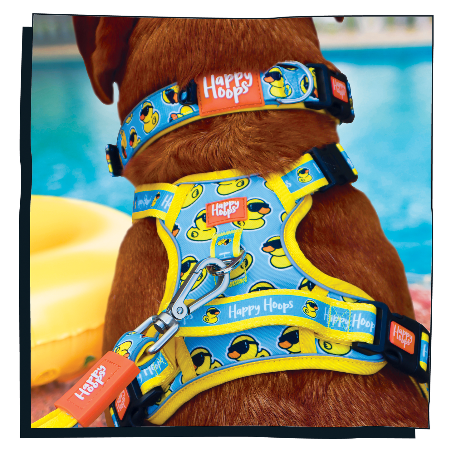 close up of 'Cool as Duck' dog harness with blue and yellow rubber duck print design