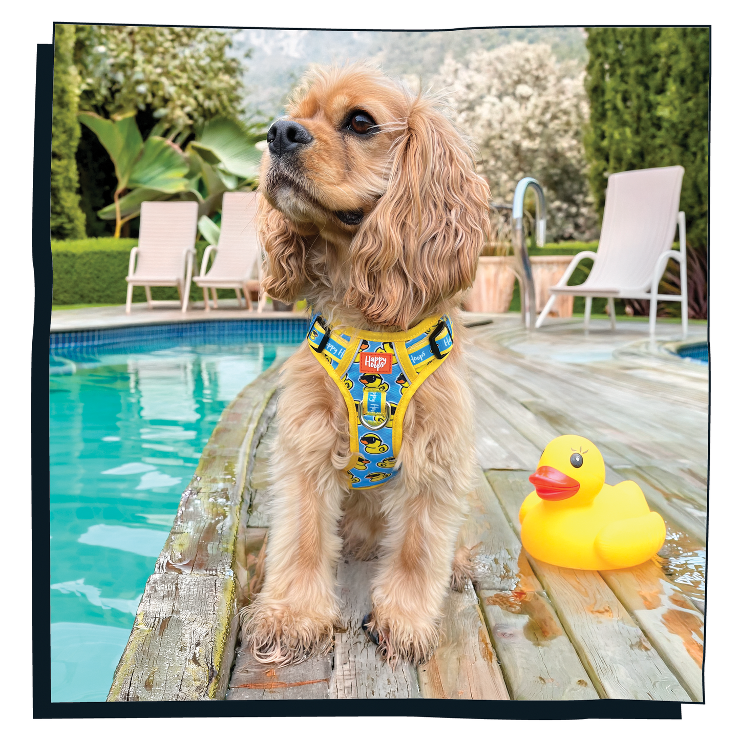 'Cool as Duck' Happy Harness