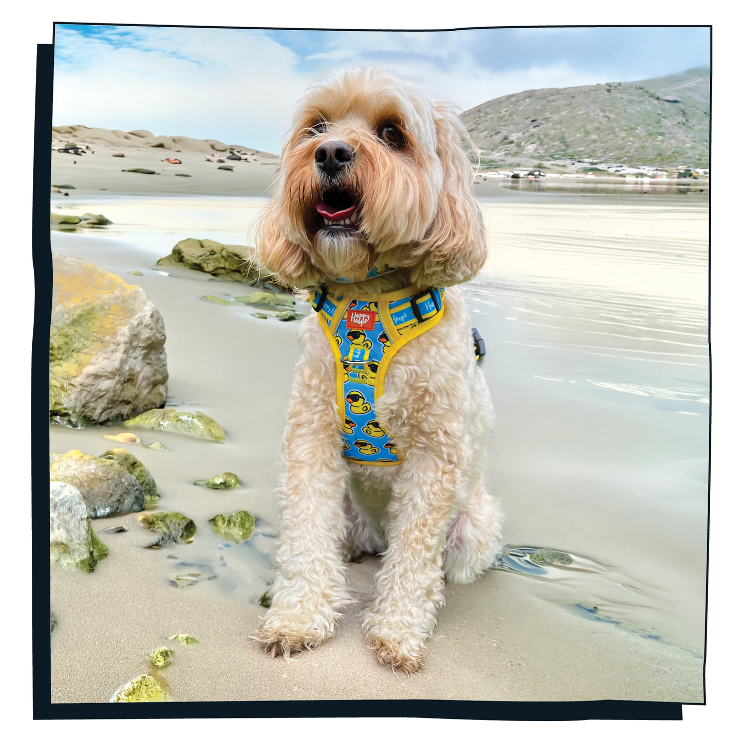 'Cool as Duck' Happy Harness