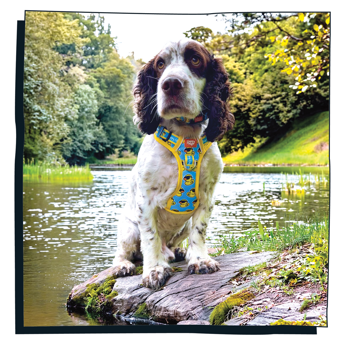'Cool as Duck' Happy Harness
