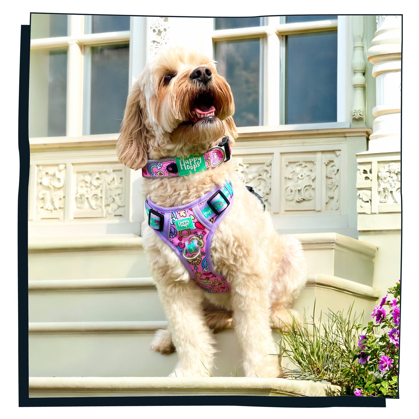 Cockerpoo wearing a colorful Happy Hoops 'Puppy Love' dog harness and collar on steps with decorative elements and flowers in the background